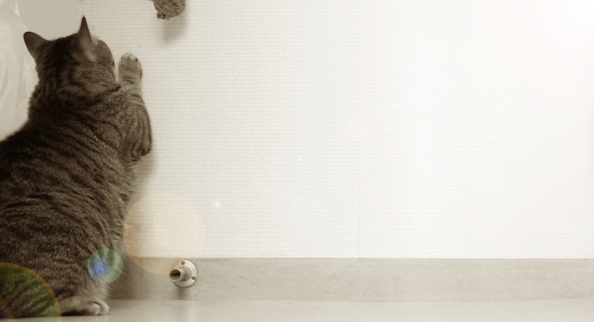 郡山リペアナビ　壁紙をガリガリする猫ちゃんイメージ写真